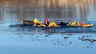First Responders in Johnson County, Kansas rescue deer from frozen lake