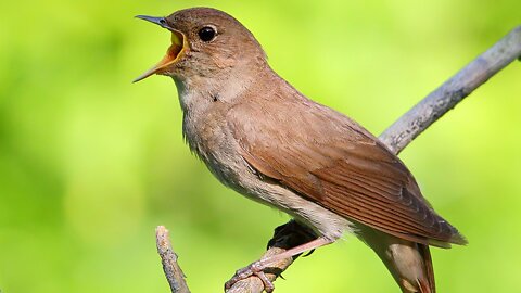 Singing nightingale. The best bird song