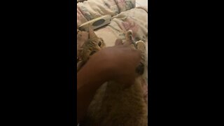 Funny cat playing with owner