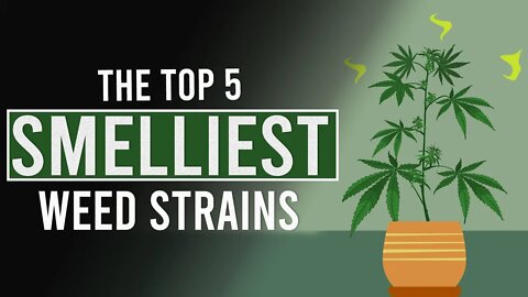 The 5 SMELLIEST CANNABIS Strains in the World!