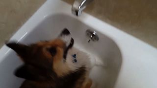 Cute Corgi Absolutely Loves Showers