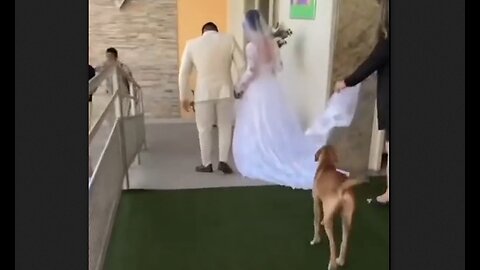 Stray Dog Crashes Wedding & Gets Adopted By The Bride & Groom - HaloRock