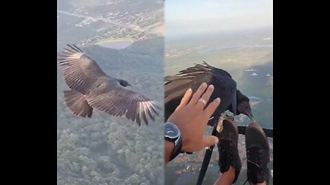 Paraglider Meets A Vulture While Mid-Air Thousands Of Feet Above The Ground!