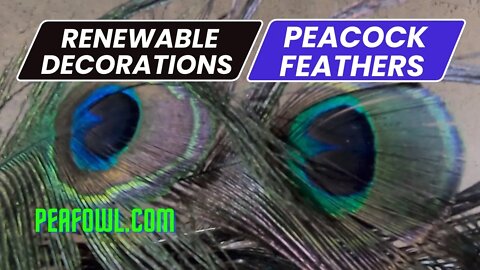 Renewable Decorations Peacock Feathers, Peacock Minute, peafowl.com