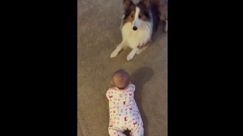Clever Dog Adorably Teaches Baby How To Roll Over