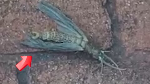 It is a winged insect but I asked an insect doctor and he said it doesn it exist [conspiracy]