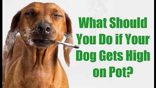 Are you taking your dog to the hospital if she eats weed?