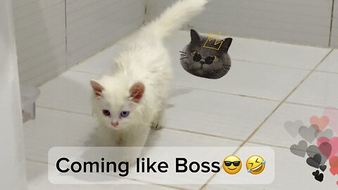 Funny Bathing video of Cat and Kittens 😂