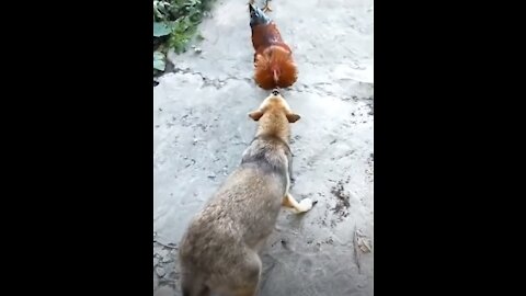 Chicken VS Dog Fight - Funny Dog Fight Videos