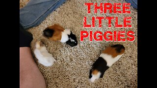 Three Little Piggies