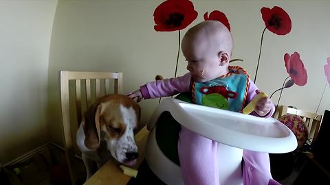 Baby shares food with dog, gets angry when he refuses it