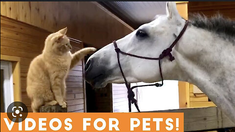 Funny 😄 pet videos compilation #pet funny videos