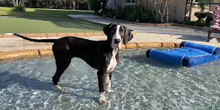 Talkative Great Dane Puppy Has Fun Splashing In The Pool