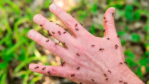 How To Treat Ant Bites Naturally