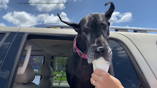 Funny Great Dane Savors Soft Serve Ice Cream