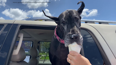 Funny Great Dane Savors Soft Serve Ice Cream