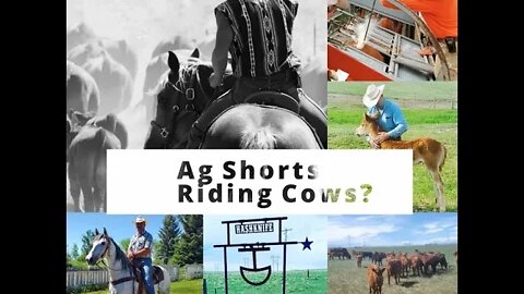 Riding Cows - Ag Shorts
