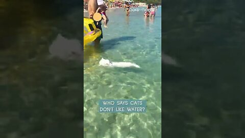 Cat Swims at Beach | Who says cat don't like water ?