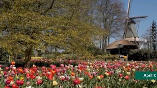 Spring in Holland