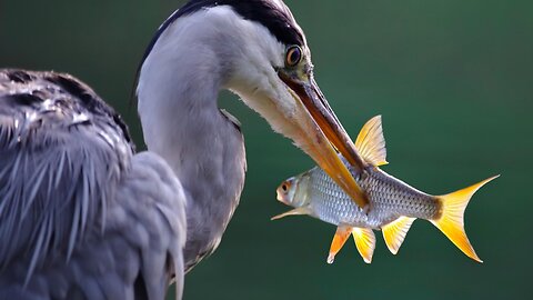 "Discovering the Majesty of Herons: Nature's Graceful Guardians"