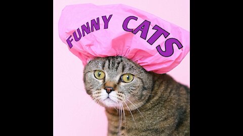 Funny cats