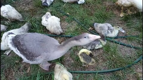Muscovy crosses, Muscovy, Pilgram Geese 1st January 2022