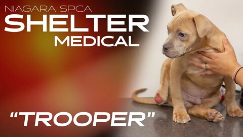 "Trooper". Puppy found with strange leg injury in a garbage dump, given new leg | Shelter Medical