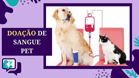 Doação de Sangue para Cachorro e Gato - Qual a Importância, os Requisitos e Regras Para Doar