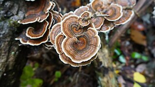 The $100 Mushroom. Turkey Tail Mushroom foraging. ID and Benefits