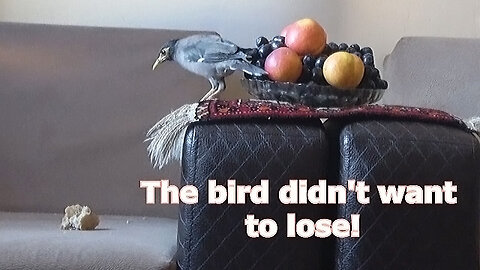 The bird didn't want to lose!