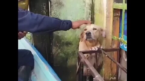 Mexican Rescue Workers saved a stranded Labrador from the Flood waters brought on by Hurricane Eta.