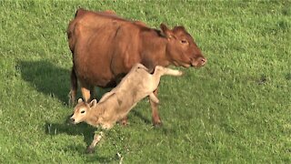 Calf with zoomies runs circles around his mother and the herd