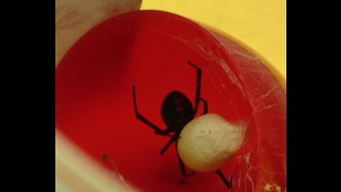 I Found A Black Widow Spider In a Box Of Holiday Decorations; Easter Egg Spider