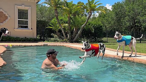 Funny Great Dane sisters love cannonball diving onto dad