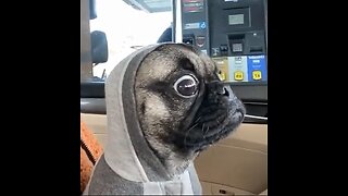 Adorable Pug Compilation - Cute Dog Videos