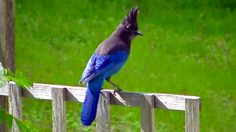 IECV NV #545 - 👀 Steller's Jay Is On The Fence 🐦 5-8-2018