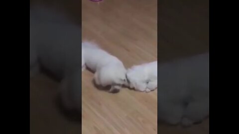 Puppies playing With Other Puppies | #Shorts
