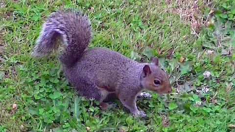 IECV NV #662 - 👀 Two Grey Squirrels One Eats Some Walnuts And Then Eats The Bread lol 🐿️6-29-2018