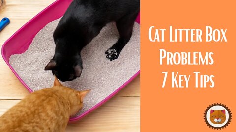 🐱 Cats 101 🐱 Box Problems - 7 Key Tips