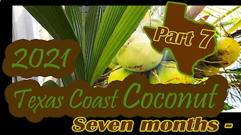 Texas Coast Coconut Palm - Part 7