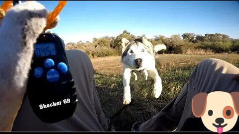 Siberian Husky Reacts to Electric Training coller | Will it stop digging??