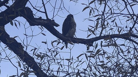 Rough-Legged Hawk still scanning surroundings