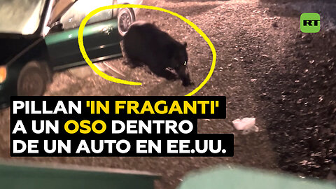 Un oso es sorprendido en el interior de un coche en EE.UU.