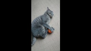 Cat loves his toy