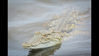 Fierce battle between a hyena and a crocodile!