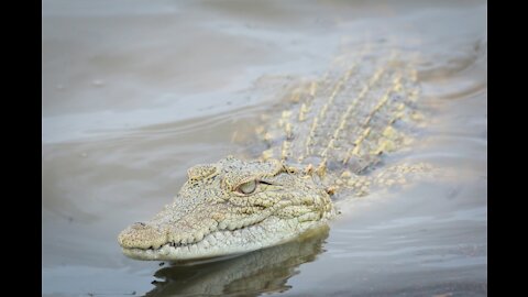 Fierce battle between a hyena and a crocodile!