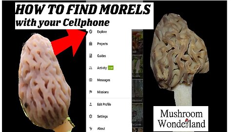 How to Find Morels with Your Cellphone!