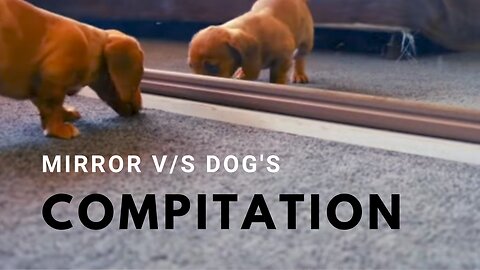 MIRROR V/S DOG'S COMPITATION FUNNY VIDEO PET'S VIDEO 📷