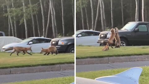 Foxes battle for scraps in broad daylight next to parking lot