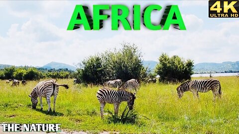 THE WILDLIFE NATURE -- AFRICA ANIMALS 4K ULTRA HD VIDEO 🌍